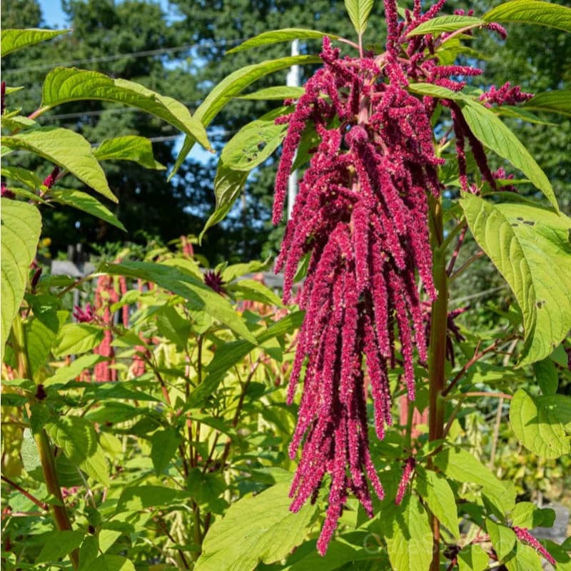 Love Lies Bleeding Amaranth Seeds — Dramatic Red Tassel Flower - View 2