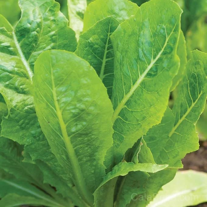 Vivian Lettuce Seeds — Crisp Butterhead Variety - Main
