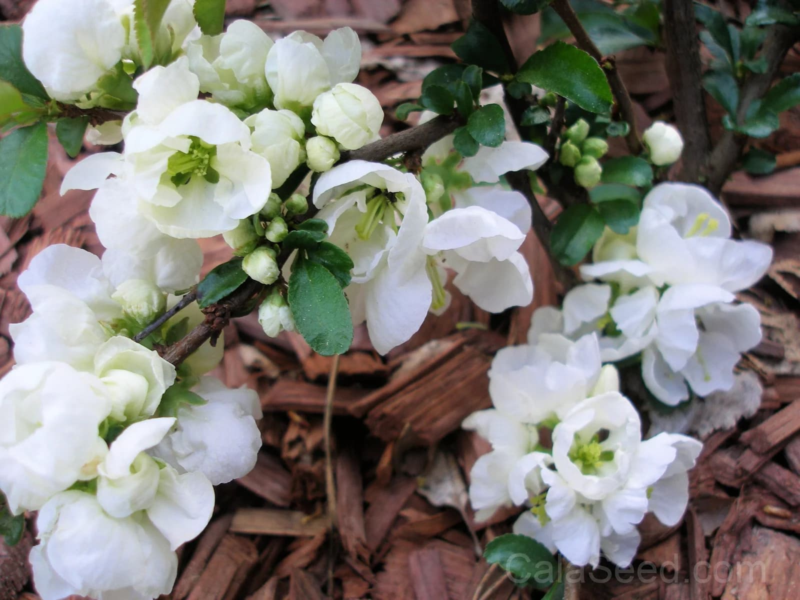 Flowering Quince 'Chaenomeles Speciosa' Seeds — Multicolor Spring Blooms - View 3