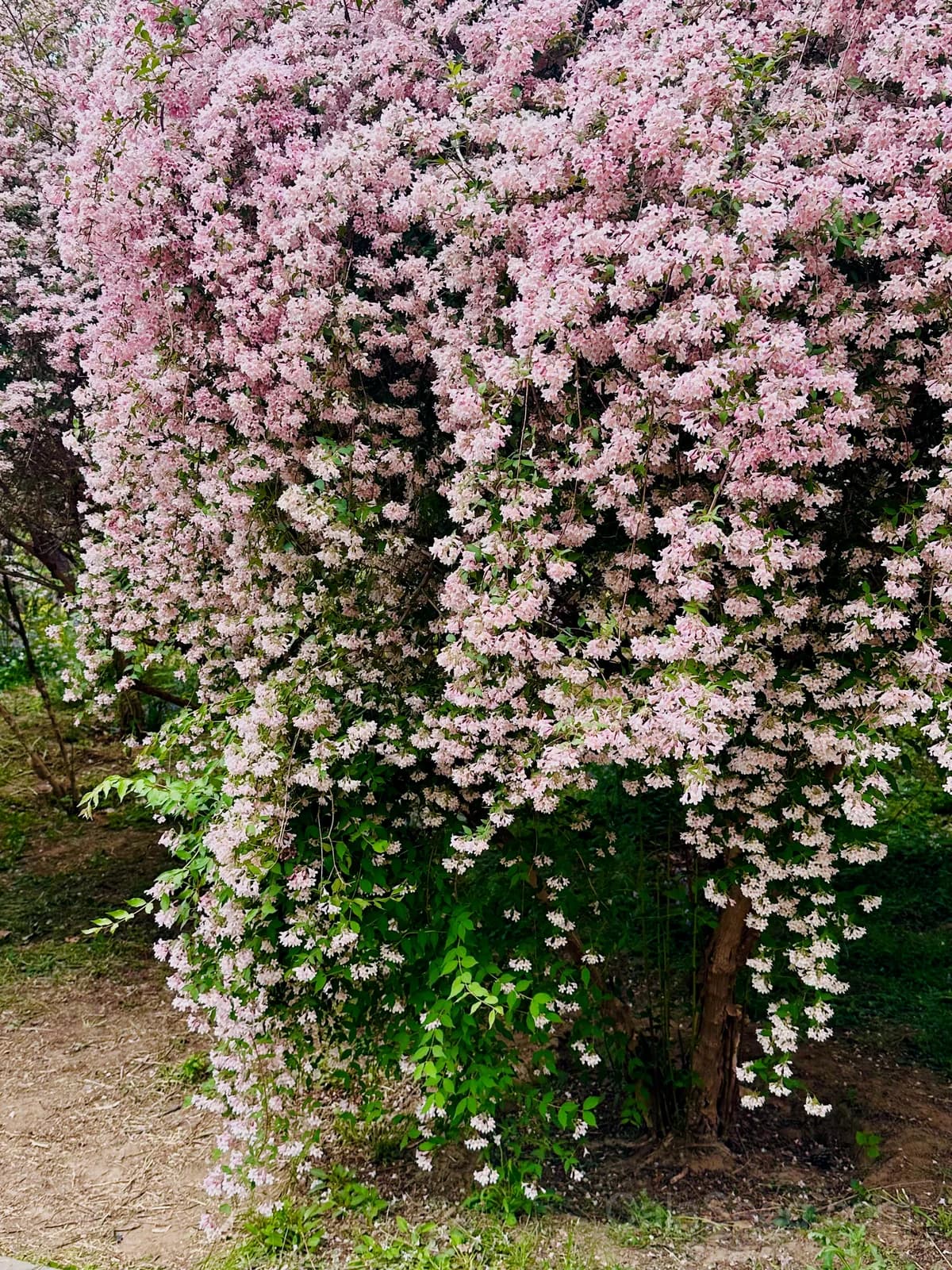 Beauty Bush 'Kolkwitzia Amabilis' Seeds — Pink & White Flowering Shrub - Main