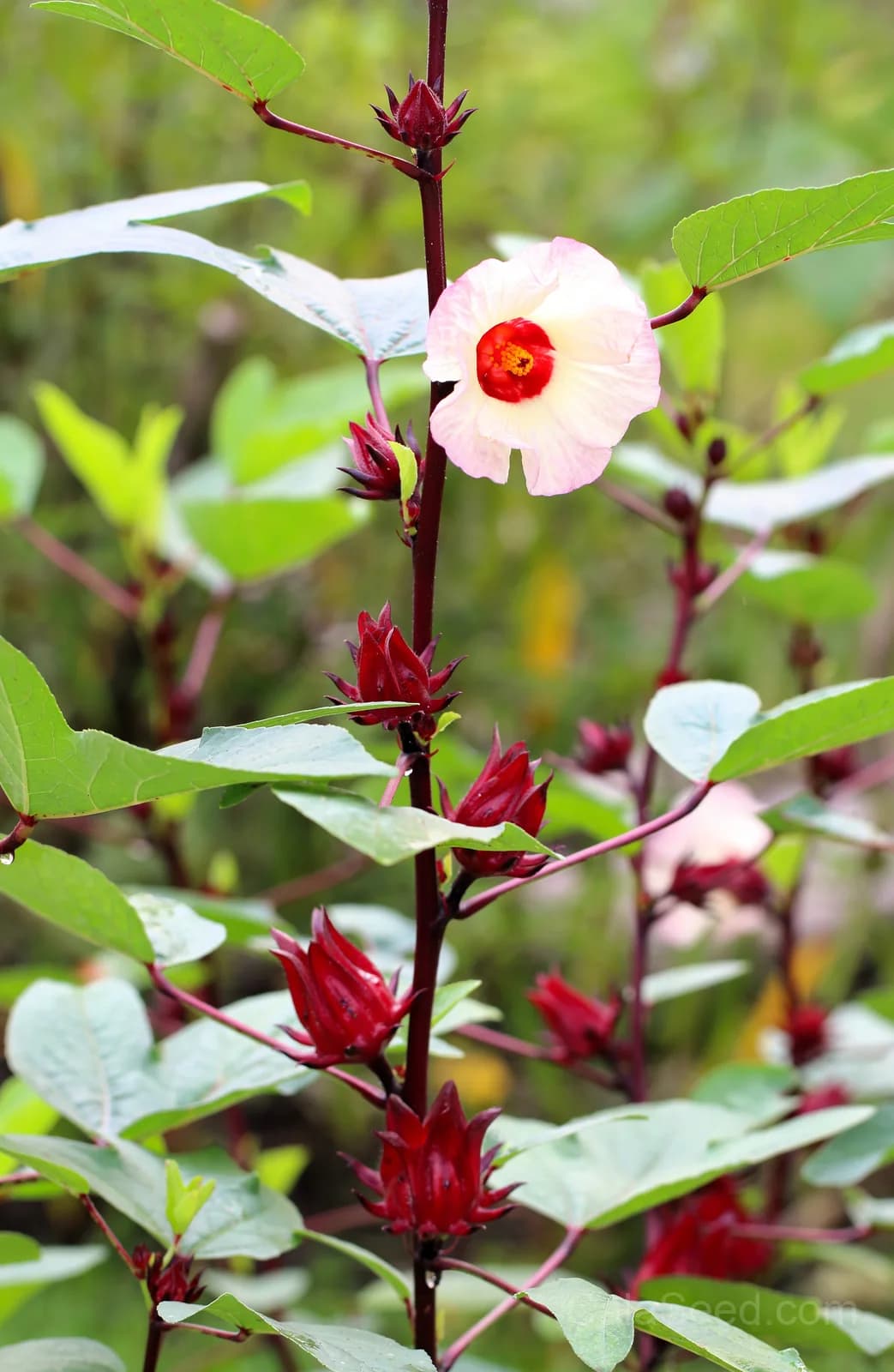 Roselle Hibiscus 'Sabdariffa' Seeds — Edible Red Calyces - View 8