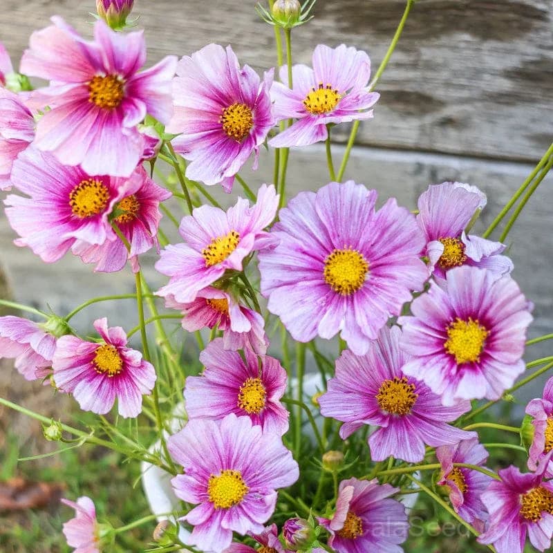 Daydream Cosmos Seeds — Ethereal Pink Summer Blooms - Main