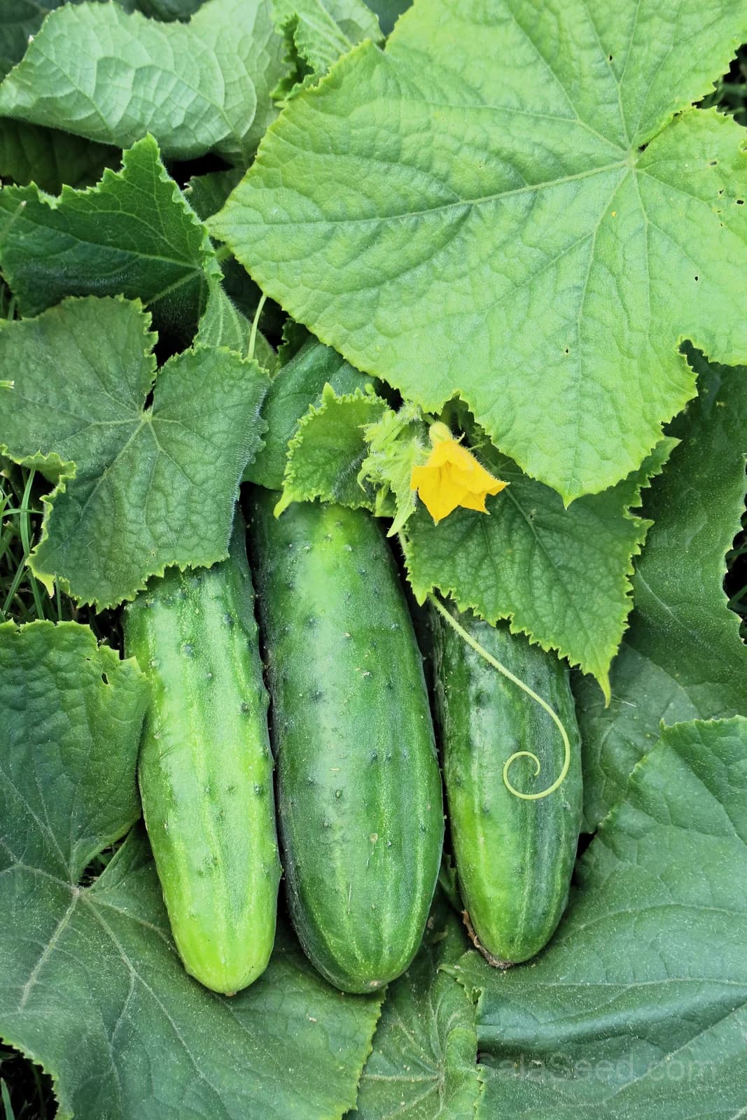Boston Pickling Cucumber Seeds — Heirloom Gherkin Vegetable - View 11
