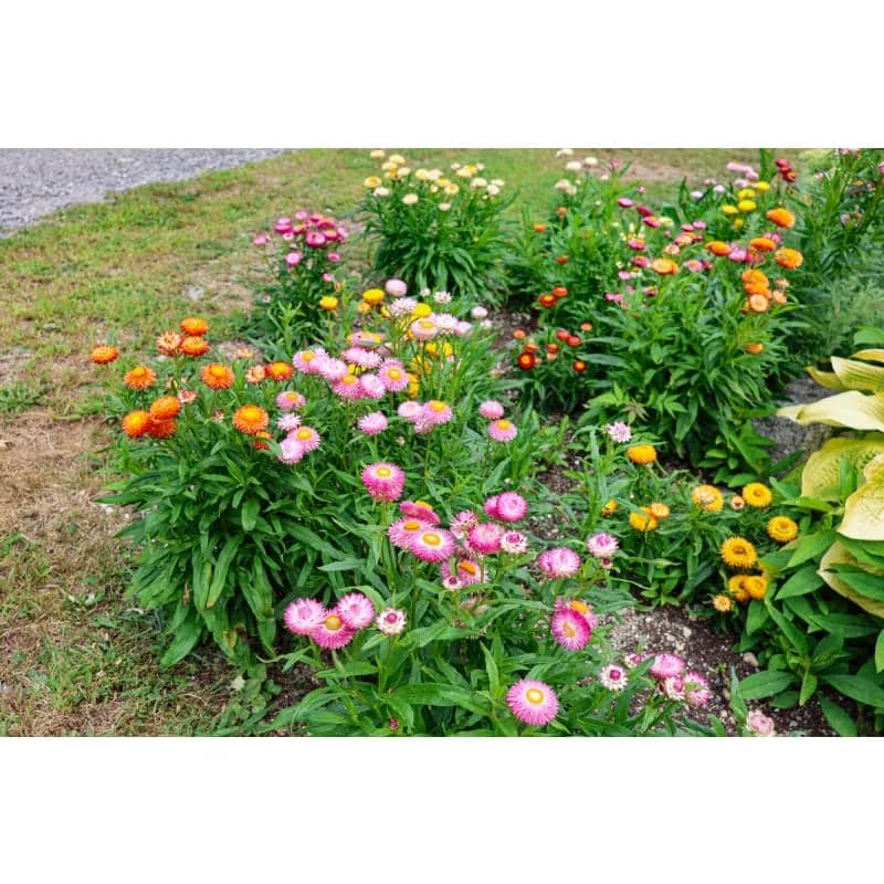 Strawflower 'Dwarf Mix' Seeds — Compact Colorful Blooms - View 4