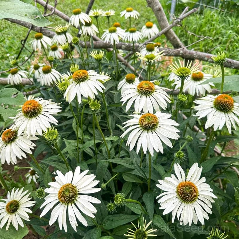 White Swan Echinacea Seeds — Elegant White Coneflower Bloom - View 3