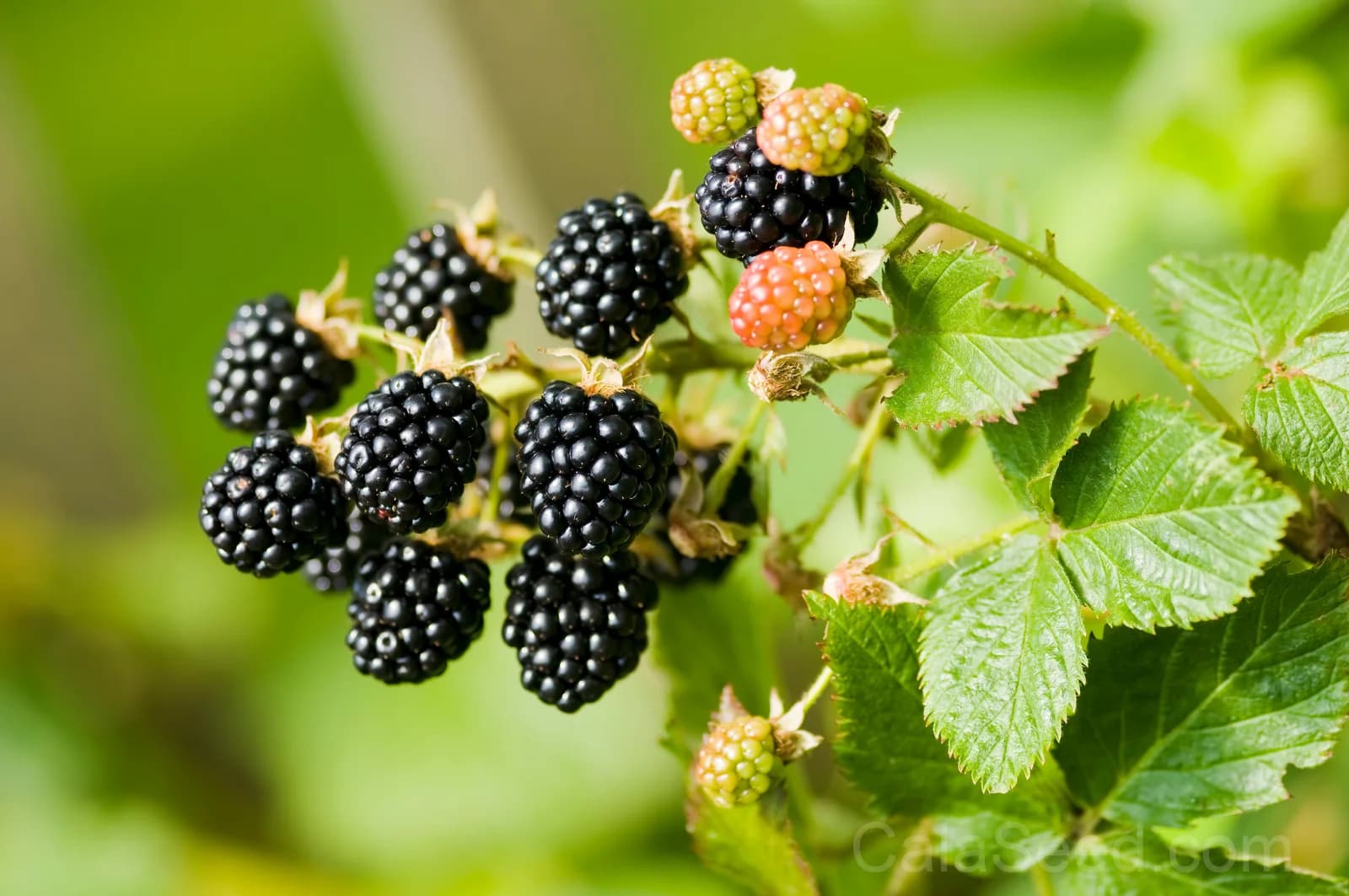 Pacific Blackberry 'Trailing' Seeds — Native Vining Fruit Berry - View 2