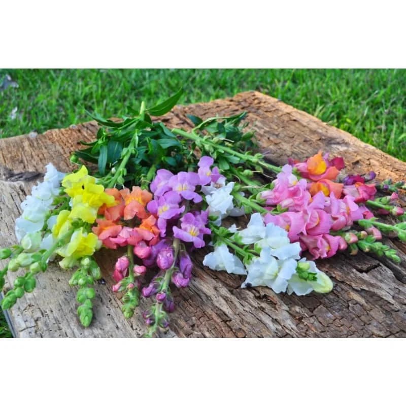 Rocket Mix Snapdragon Seeds — Vibrant Cut Flower Blend - View 3