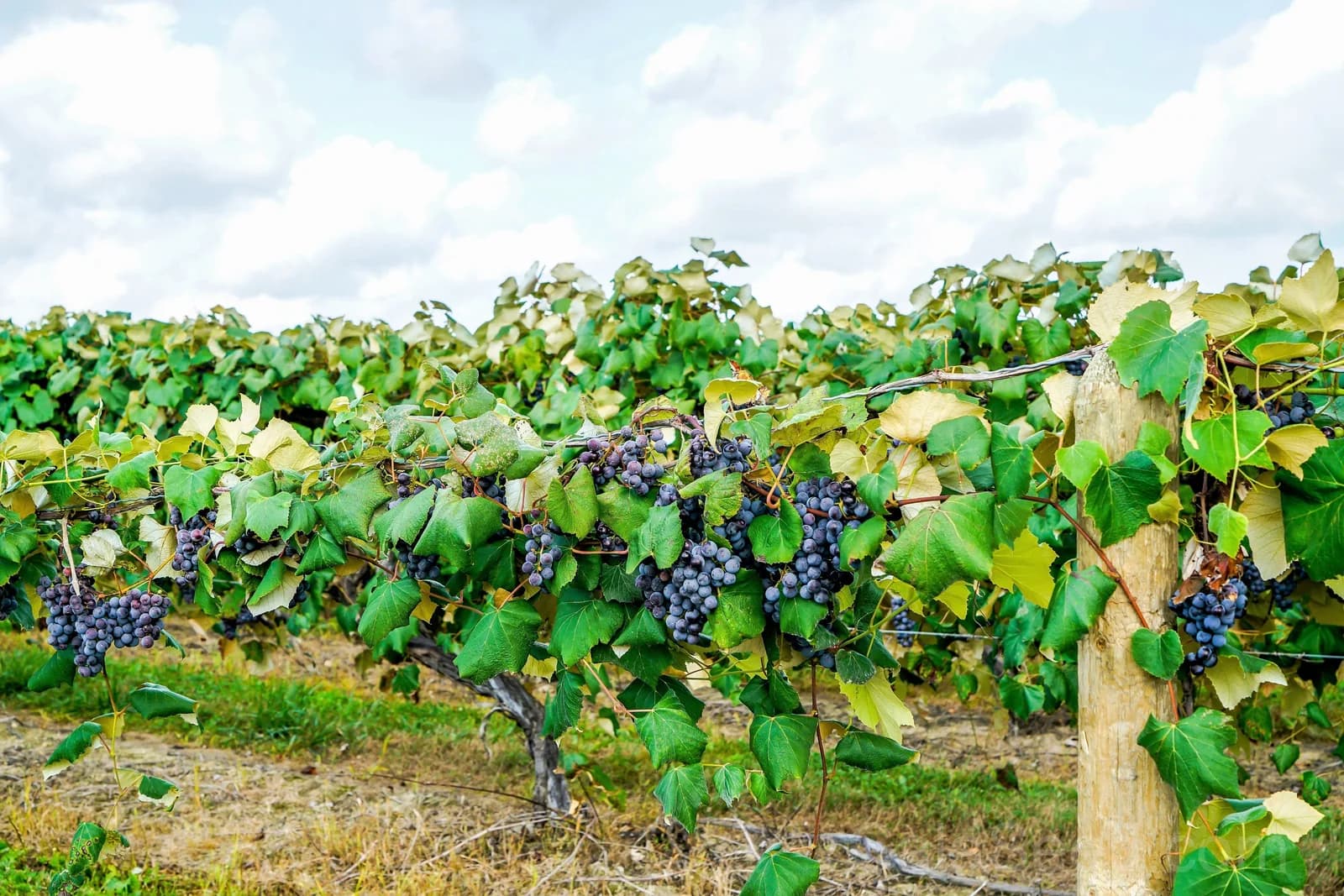 Concord Grape 'Purple' Seeds — Classic North American Vine - View 6