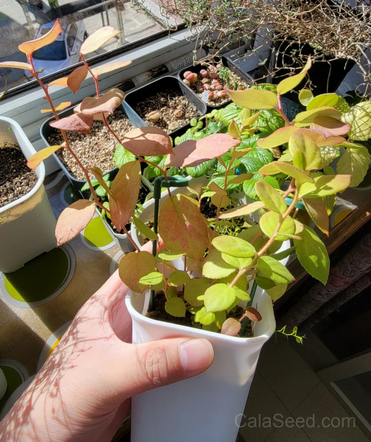 Salal Berry 'Gaultheria Shallon' Seeds — Pink White Flowers Blue Fruit - View 7