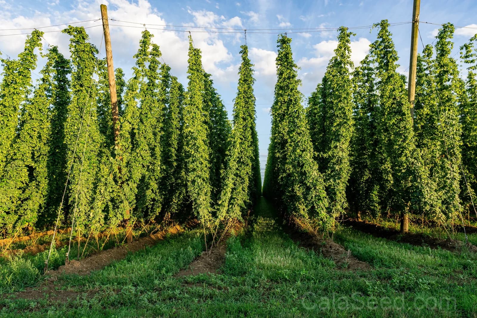 European Hops 'Common' Seeds — Beer Making Vine Ingredient - View 6