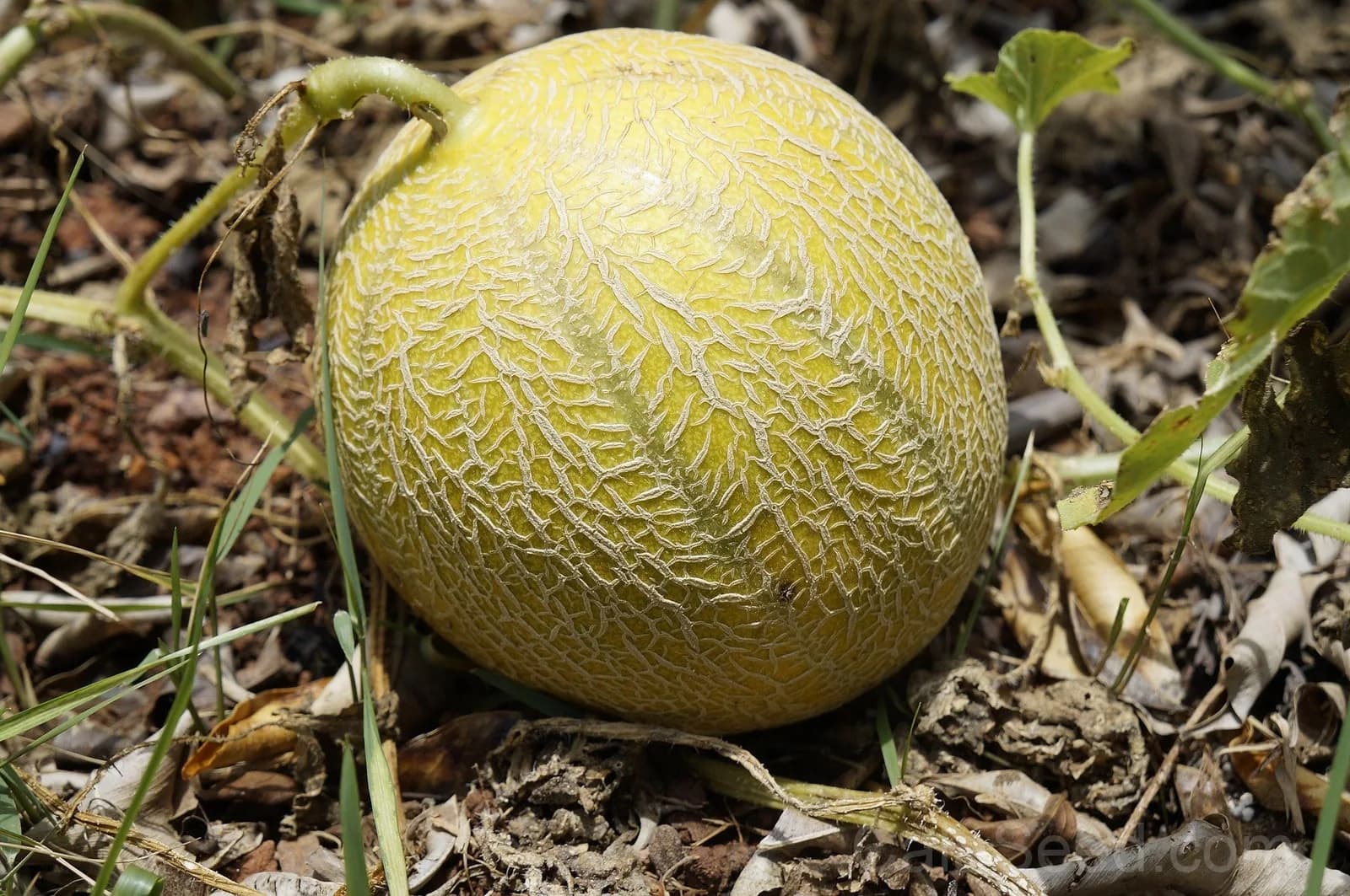 Minnesota Midget Cantaloupe Seeds — Compact Melon for Small Gardens - Main