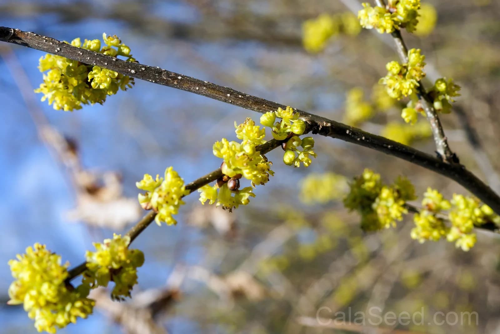 Spicebush 'Lindera Benzoin' Seeds — Native Red Berry Shrub - View 7