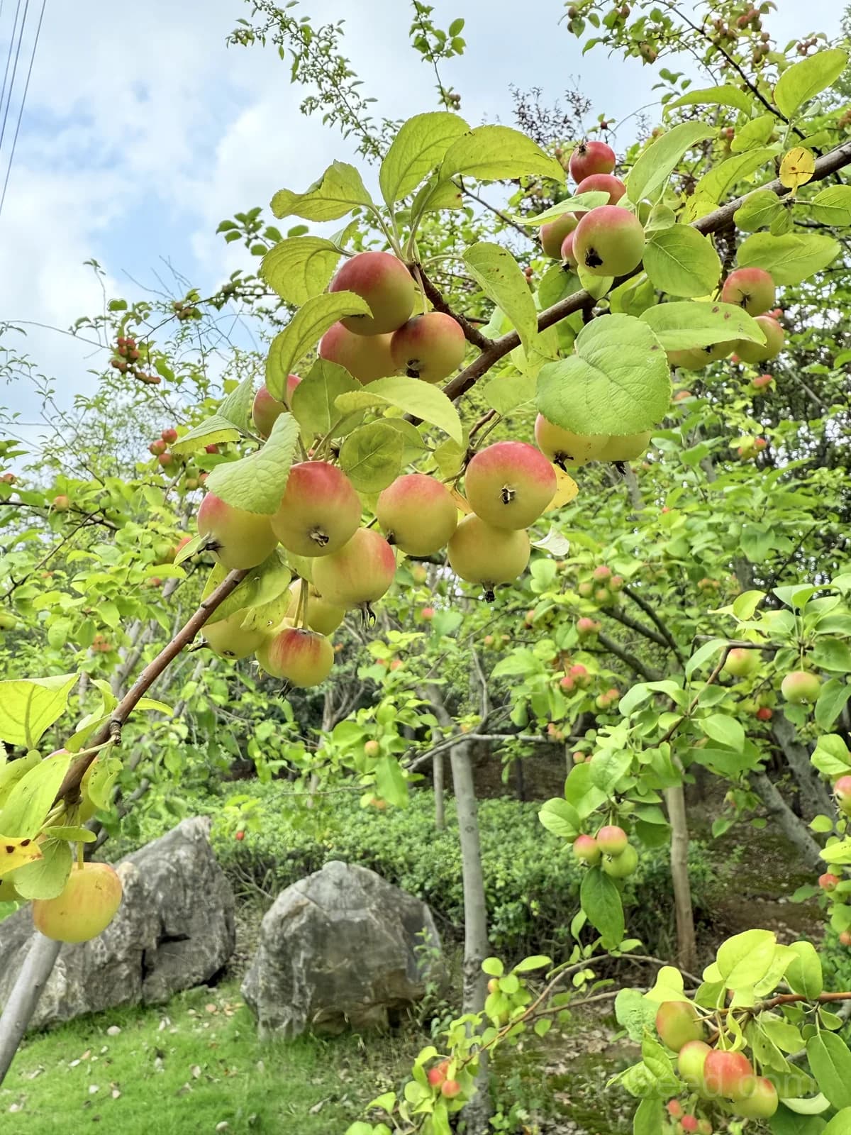 Crab Apple 'Golden Hornet' Seeds — Ornamental Fruit Tree - Alt