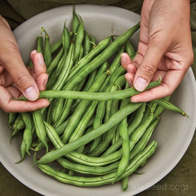 Big Kahuna Bush Bean Seeds — High-Yield Pole Bean - View 4