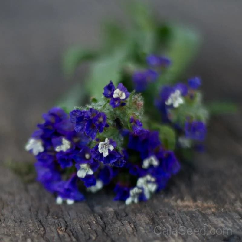 Midnight Blue Statice Seeds — Deep Navy Dried Flower - View 1