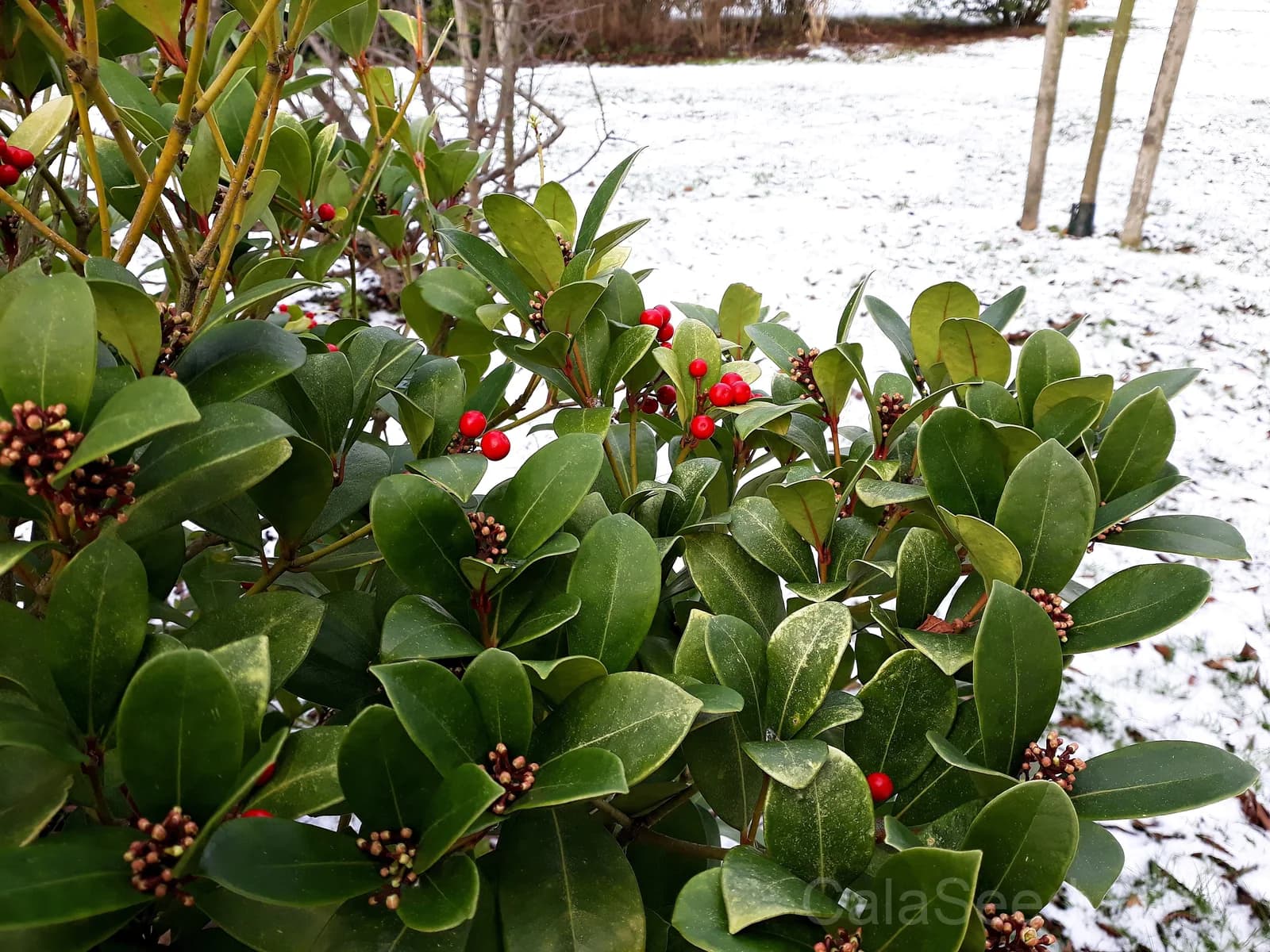 Wintergreen 'Creeping' Seeds — Evergreen Ground Cover Berries - View 6