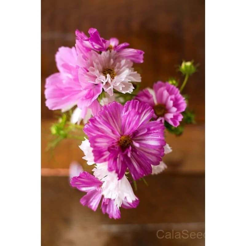Cosmos 'Psyche Mix' Seeds — Ruffled Pastel Blooms - Alt