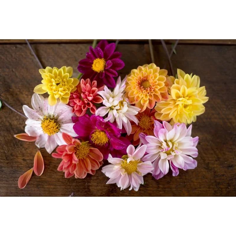 Double Extreme Dahlia Seeds — Massive Dinnerplate Blooms - Alt
