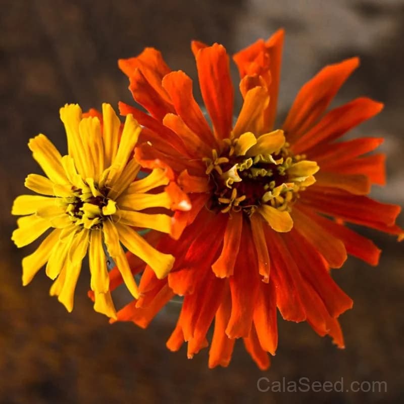 Cactus Flower Mix Zinnia Seeds — Vibrant Drought-Tolerant Blooms - View 4