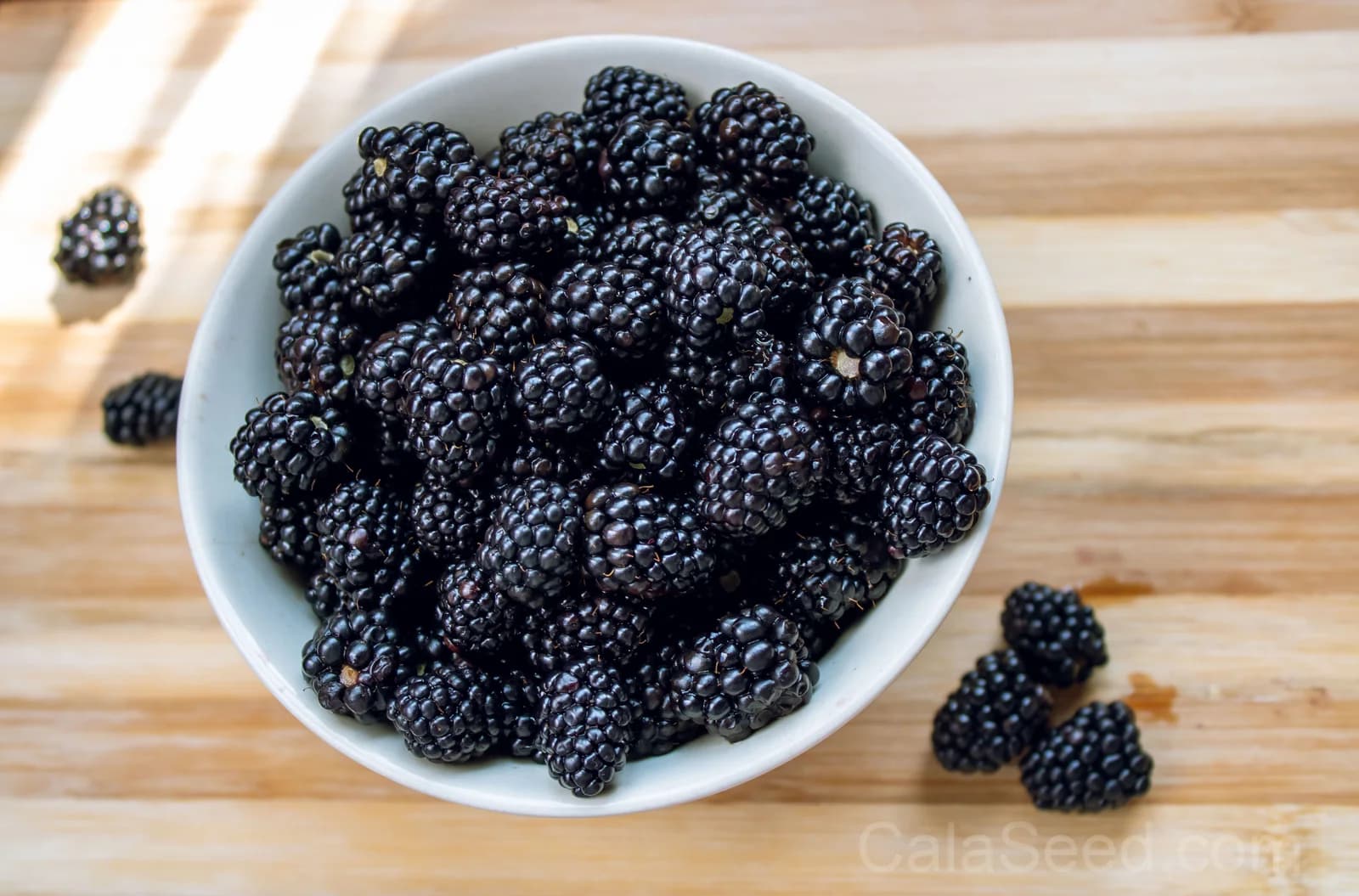 Blackberry 'Allegheniensis' Seeds — Native Wild Fruit Bush - View 9
