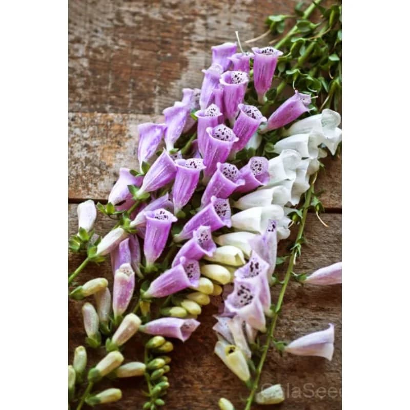 Foxy Foxglove Seeds — Vibrant Bell-Shaped Blooms - View 7