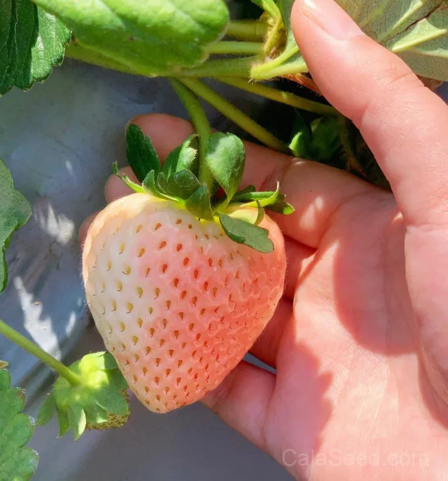 Pink Strawberry Seeds – Sweet, Juicy, High Germination & Easy to Grow - View 6