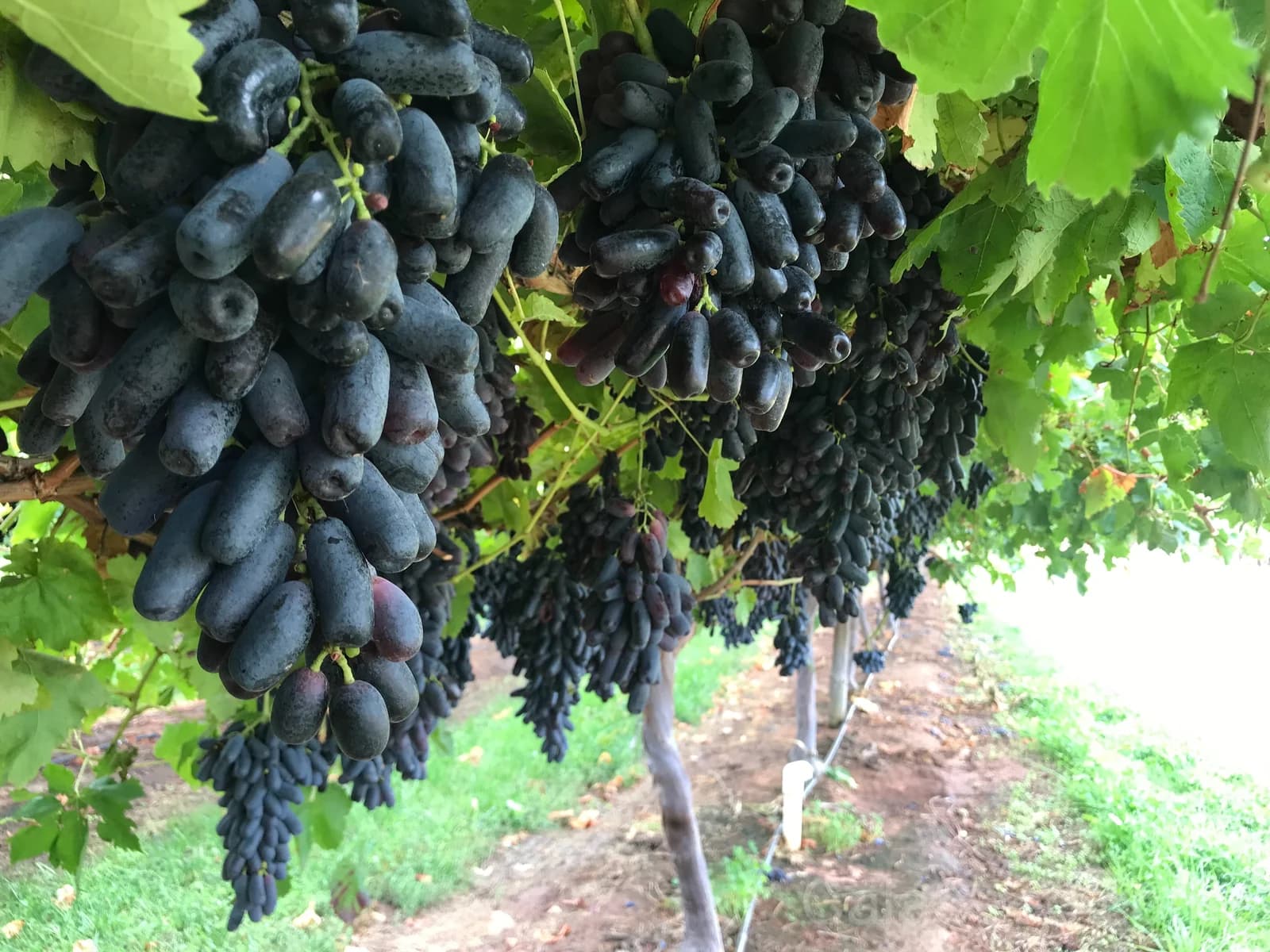 Black Finger Grape 'Vitis Vinifera' Seeds — Rare Fruit Vine - Alt