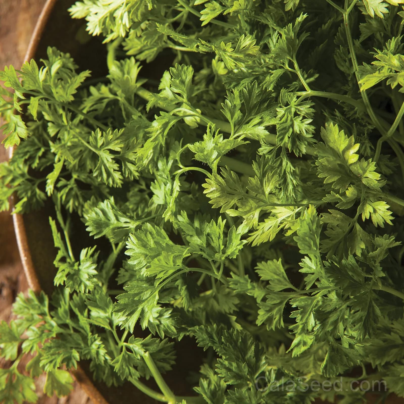 Chervil Seeds — Delicate Anise-Flavored Herb - Main