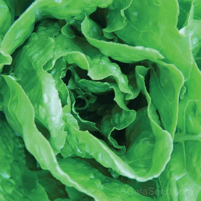 Vivian Lettuce Seeds — Crisp Butterhead Variety - Alt