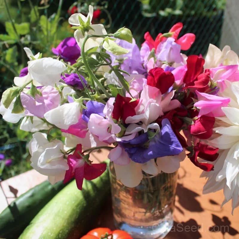 Mammoth Mix Sweet Pea Seeds — Fragrant Climbing Annual - Main