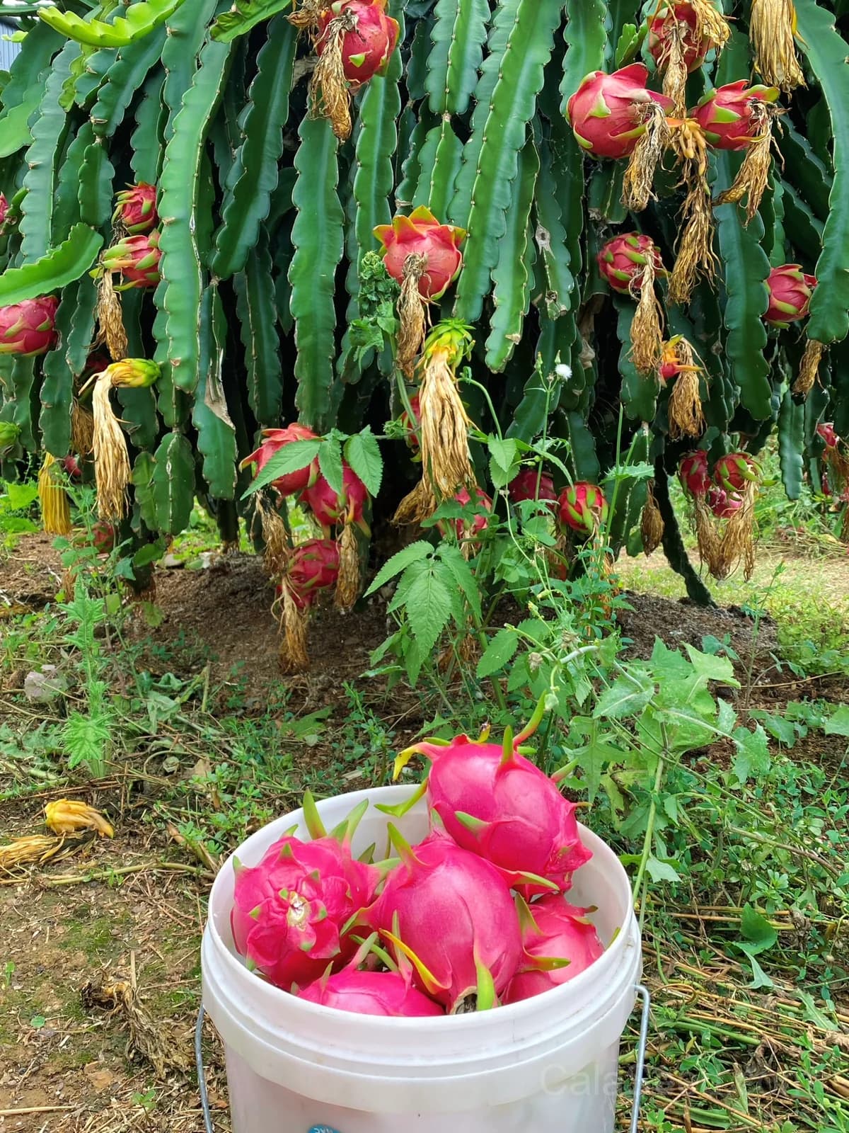 Dragon Fruit 'Red' Seeds — Sweet Tropical Vine Fruit - View 6