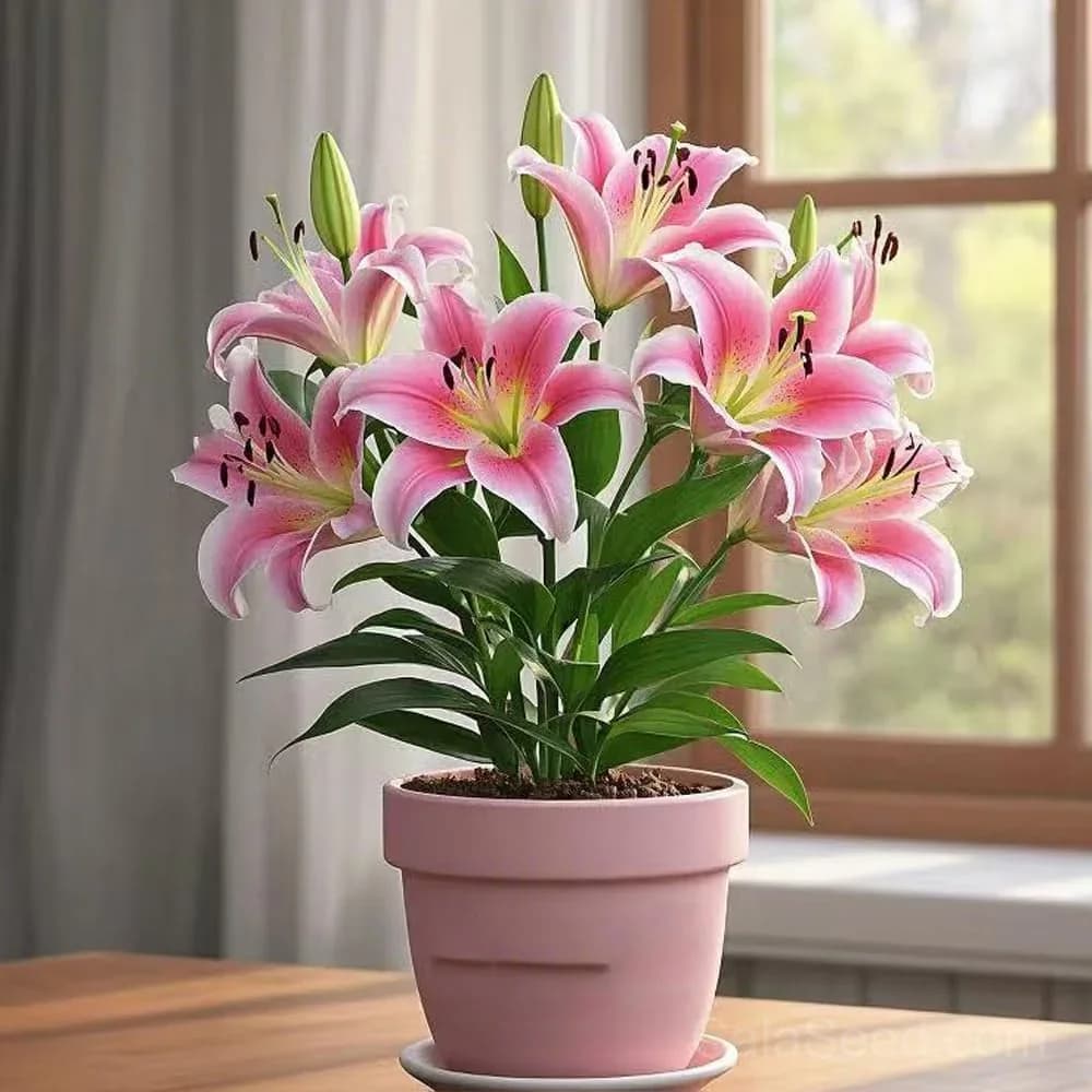 Rare Lily Bulbs — Showy Summer Blooms - View 14