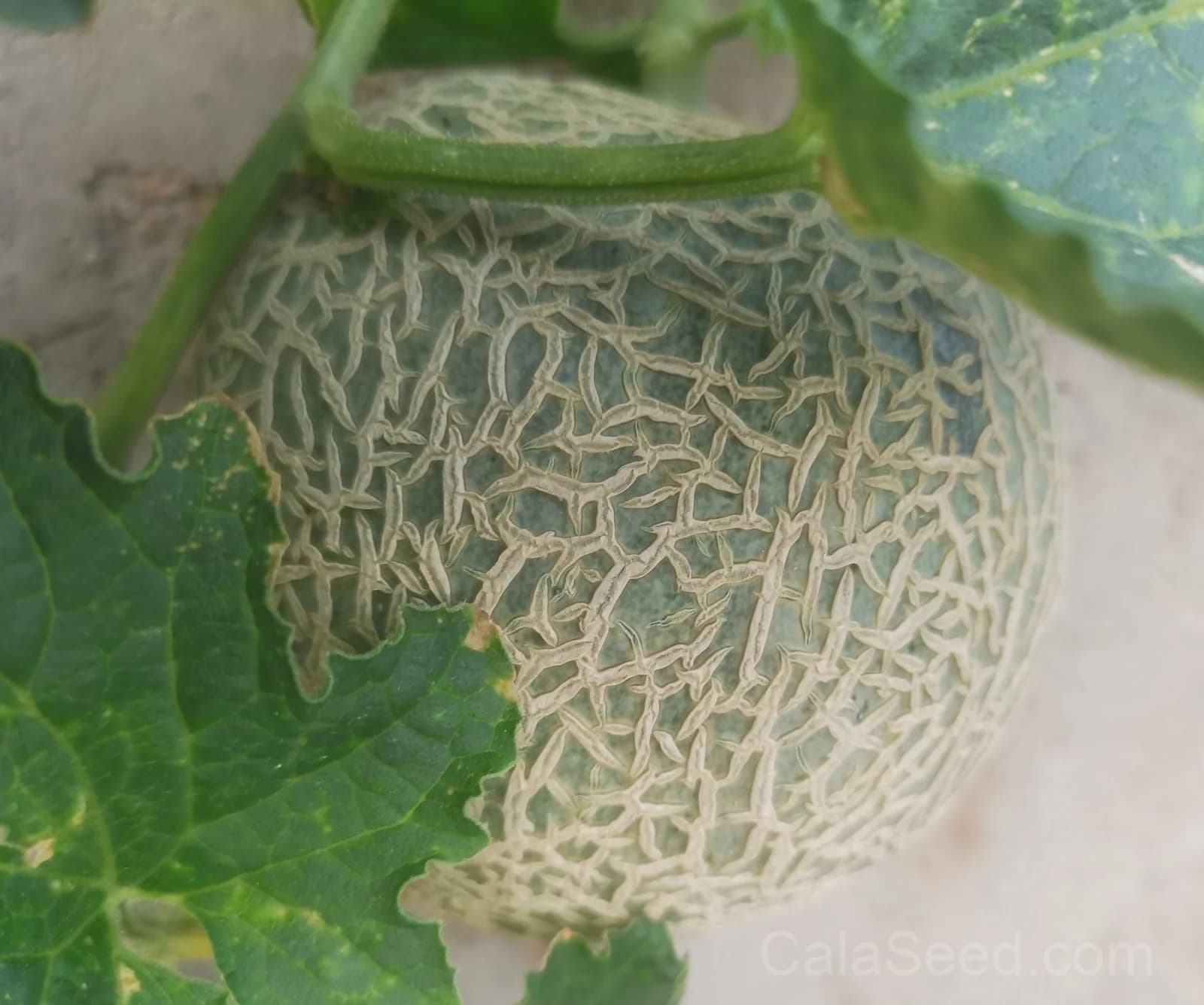 Aphrodite Cantaloupe Seeds — Sweet Classic Melon - View 4