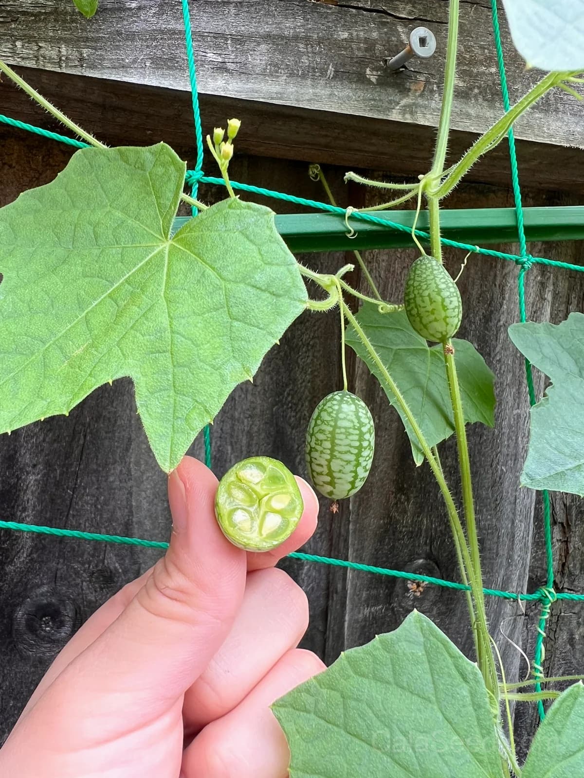Cucamelon 'Melothria Scabra' Seeds — Mini Mexican Gherkin Vine - Alt