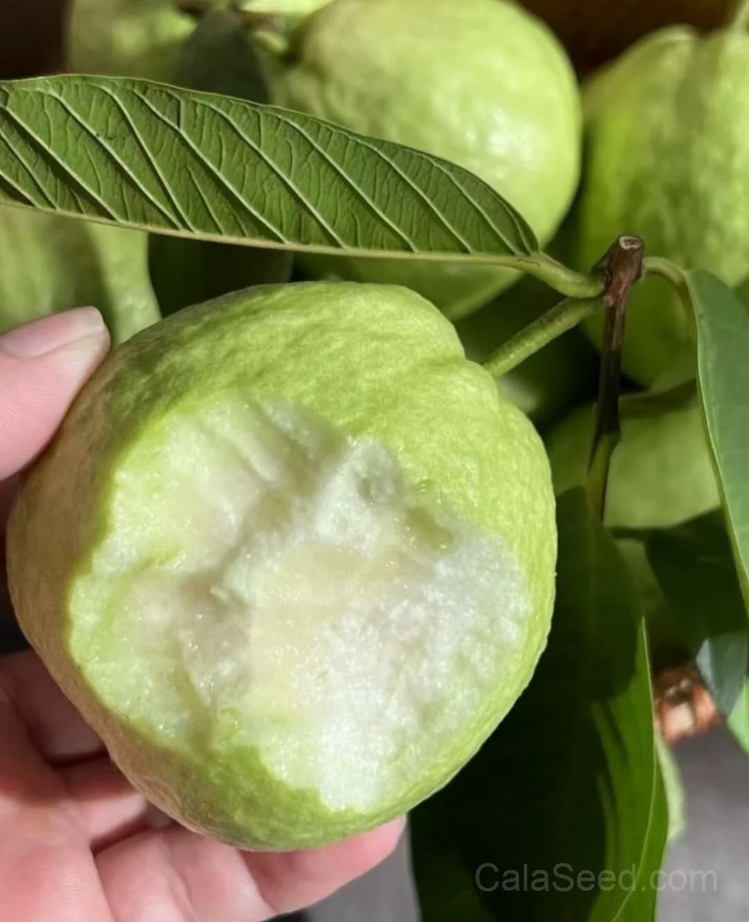 Guava Seeds — Sweet Tropical Fruit - Main