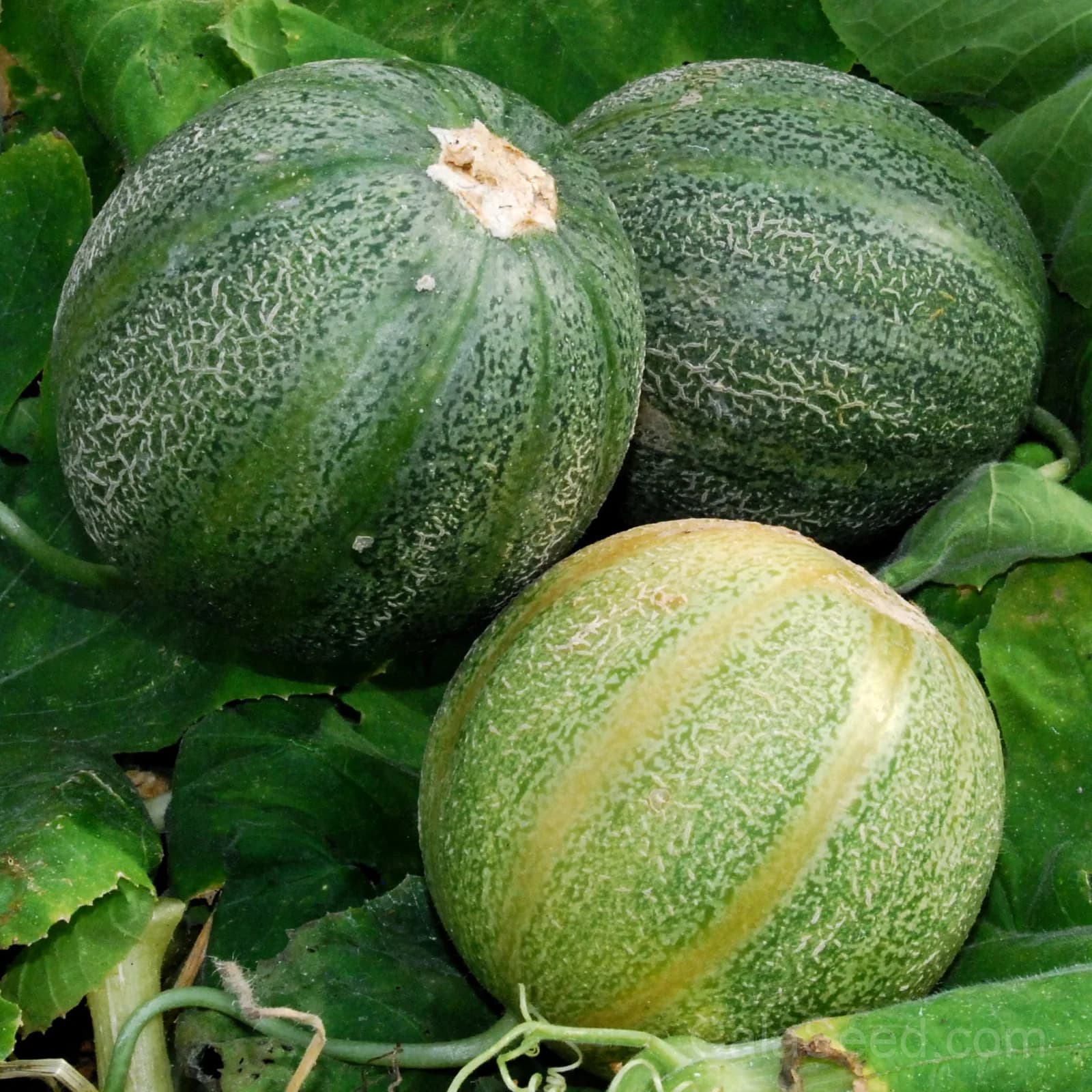 Melon 'Minnesota Midget' Seeds — Compact Early Fruit - Alt