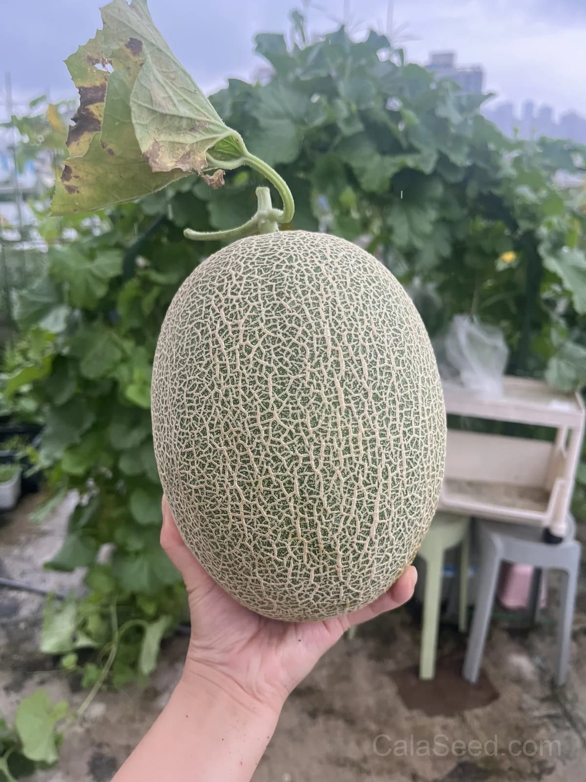 Aphrodite Cantaloupe Seeds — Sweet Classic Melon - View 2
