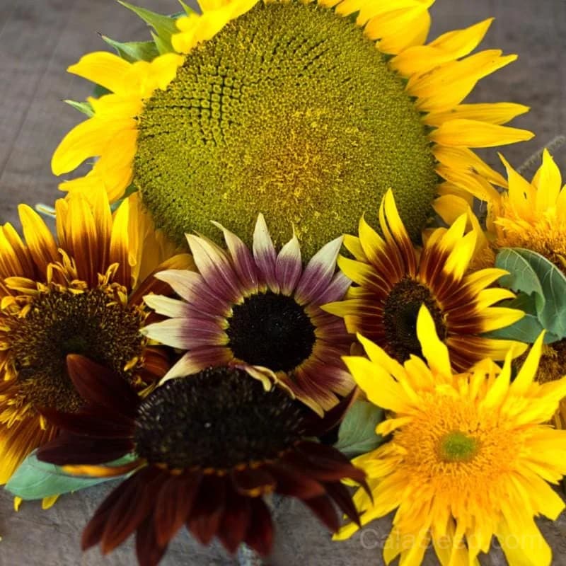 Monet's Pallet Mix Sunflower Seeds — Artist-Inspired Color Blend - Main