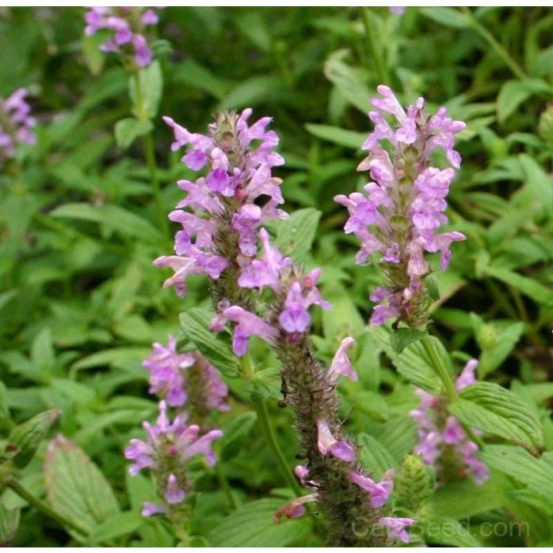 Pink Catmint Seeds — Fragrant Perennial Blooms - View 1