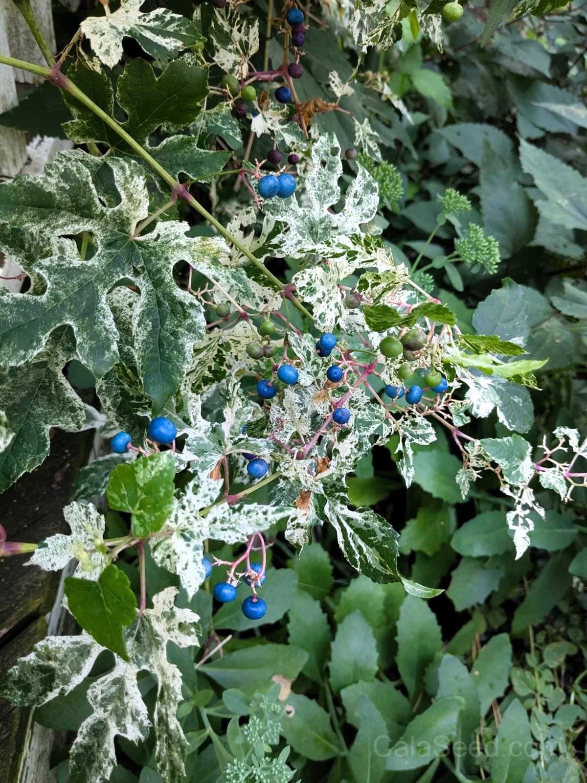 Variegated Porcelain Berry Vine Seeds — Ornamental Blue-Pink Berries - View 4