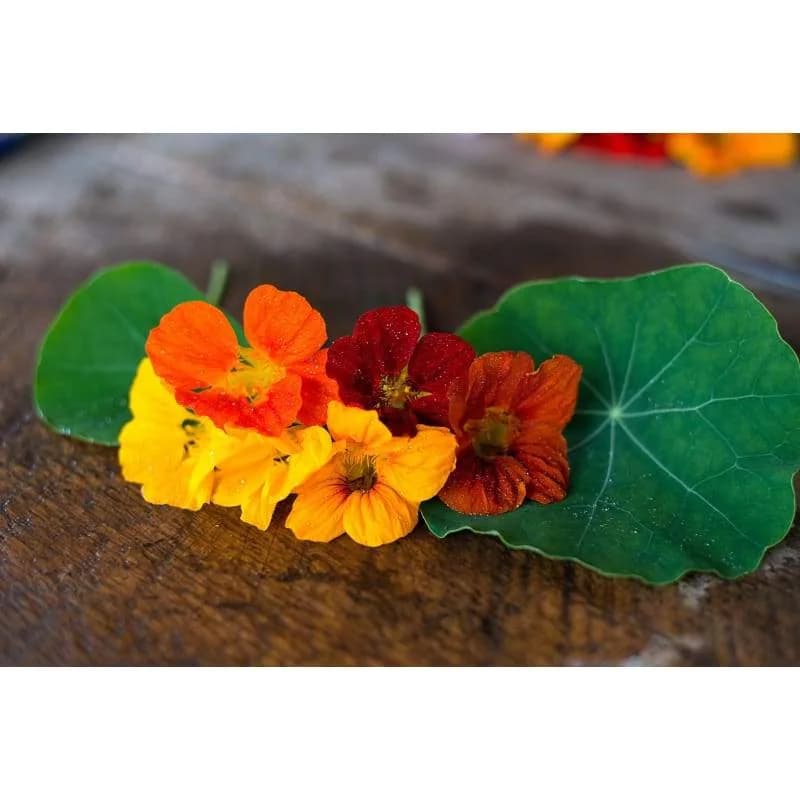 Whirlybird Choice Mix Seeds — Pollinator-Friendly Flower Blend - Alt