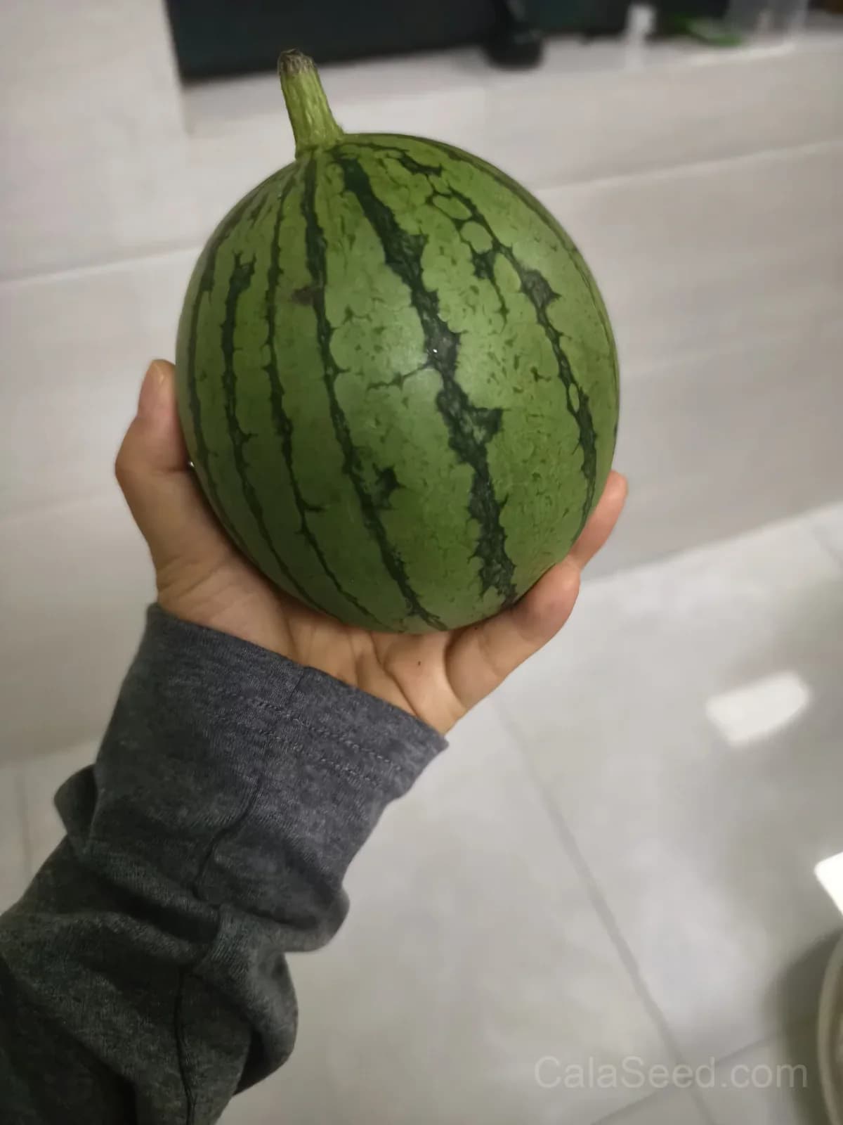 Mini Red-Fleshed Watermelon Seeds - View 4