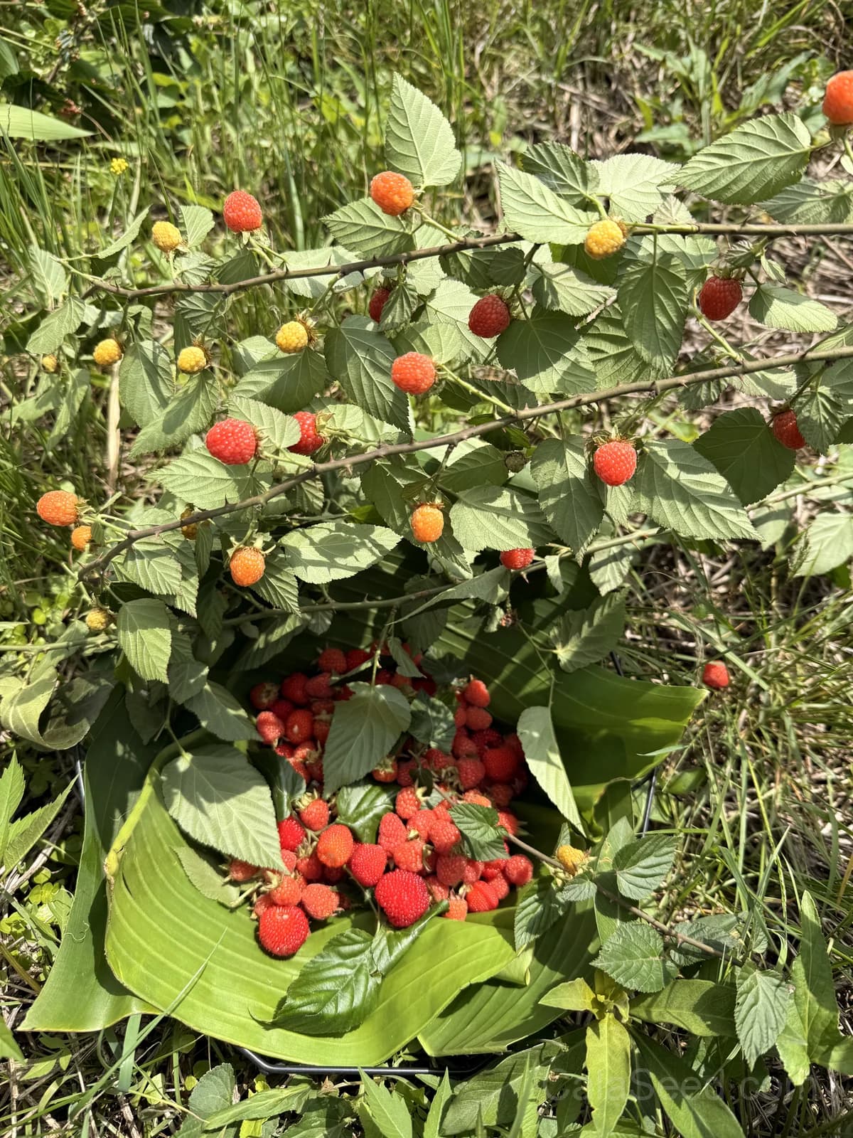 Raspberry Gold Leaf Seeds — Ornamental Edible Foliage - Alt