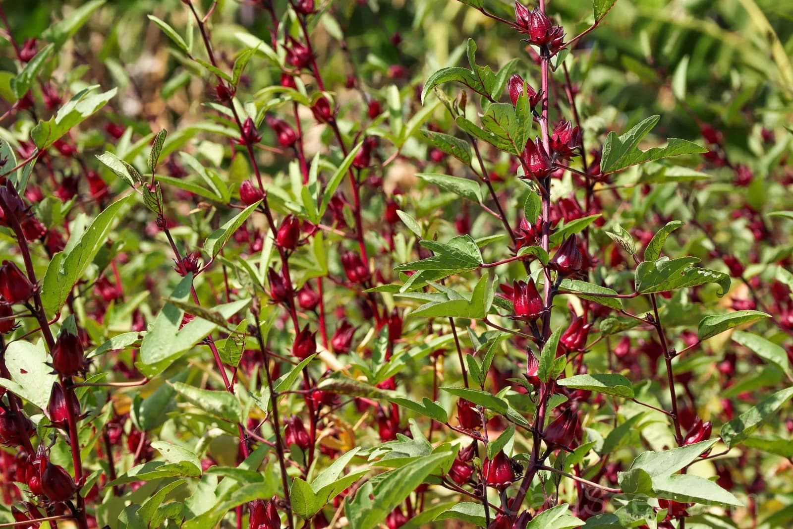 Roselle Hibiscus 'Sabdariffa' Seeds — Edible Red Calyces - View 5