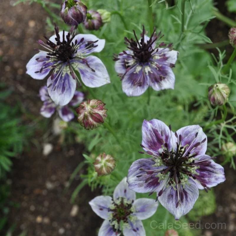 Nigella 'Delft Blue' Seeds — Heirloom Blue Blooms - View 1