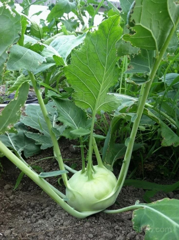 Konan Kohlrabi Seeds — Crisp Purple Bulb Vegetable - View 2