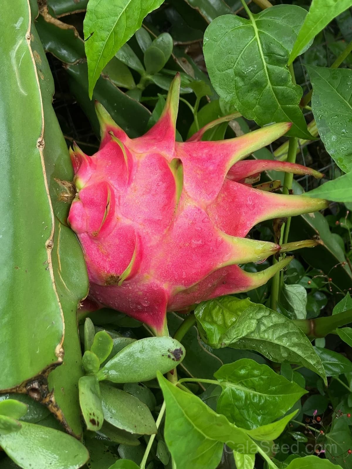 Dragon Fruit 'Red' Seeds — Sweet Tropical Vine Fruit - View 2