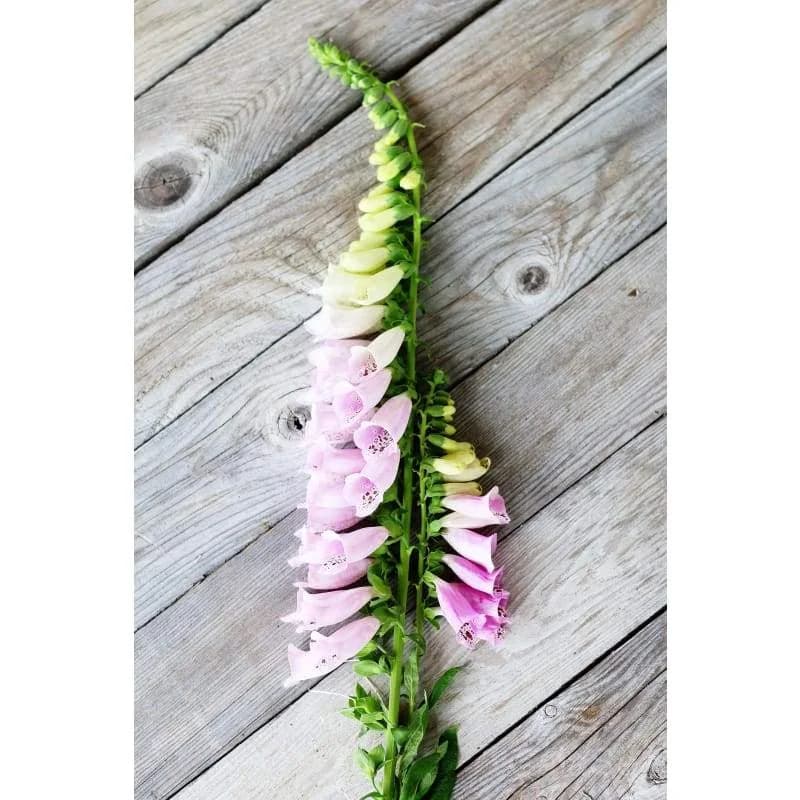 Foxy Foxglove Seeds — Vibrant Bell-Shaped Blooms - View 5