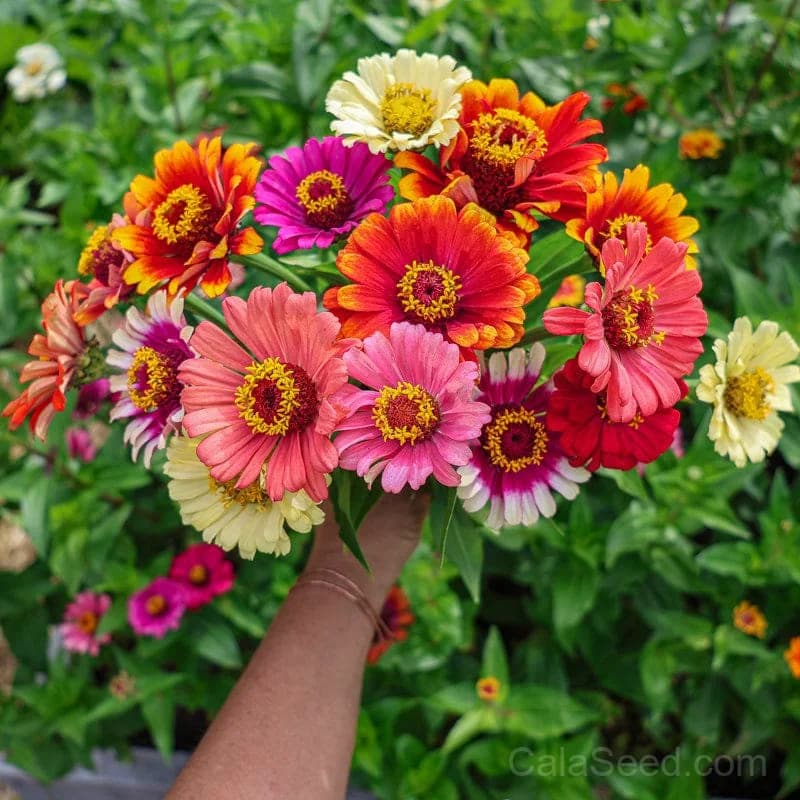 Carousel Mix Zinnia Seeds — Vibrant Multicolor Flower Blend - View 3