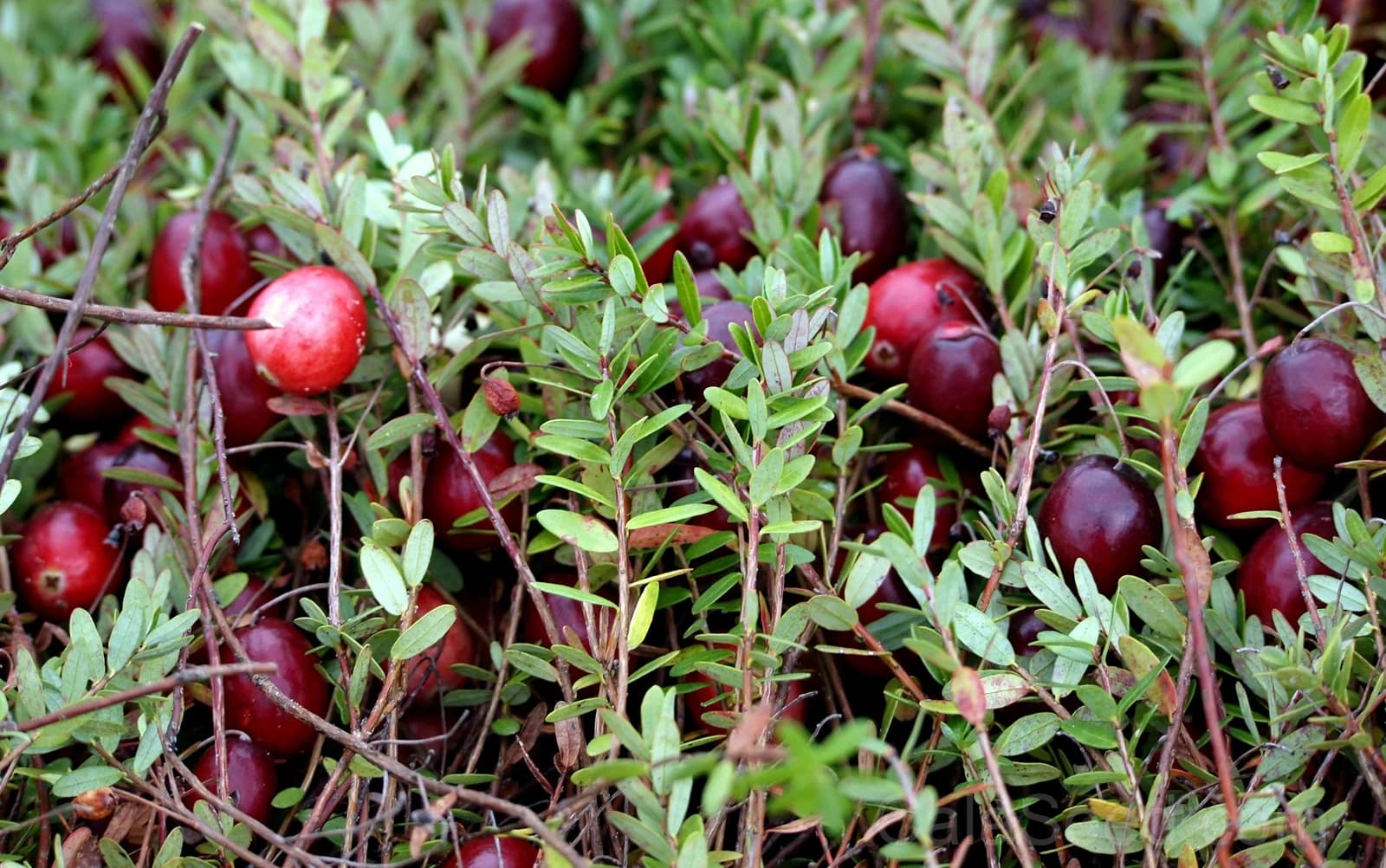 American Cranberry 'Vaccinium Macrocarpon' Seeds — Perennial Red Fruit Bush - View 6